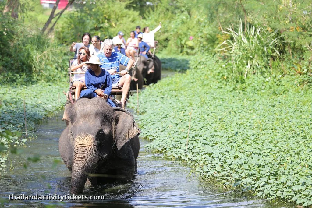 watch elephants walking freely at Mong Chang Cafe Pattaya