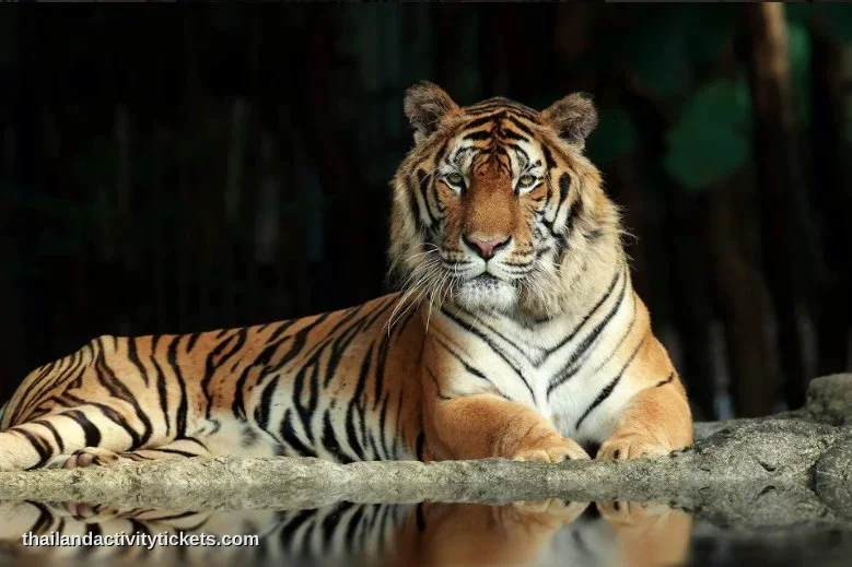 Lion zone at Chiang Mai Night Safari Thailand