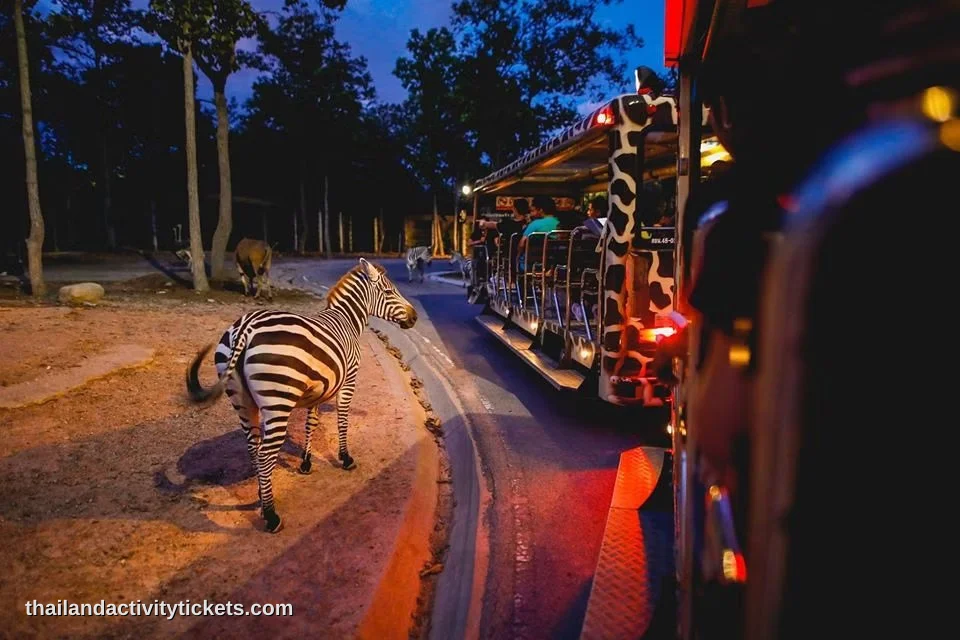 Zebras at Chiang Mai Night Safari wildlife park
