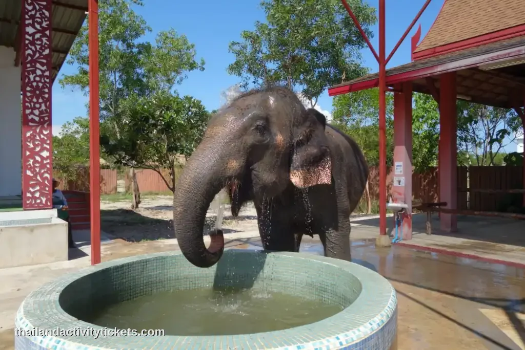 Travelers feeding watermelons to rescued elephants at an ethical Phuket elephant sanctuary