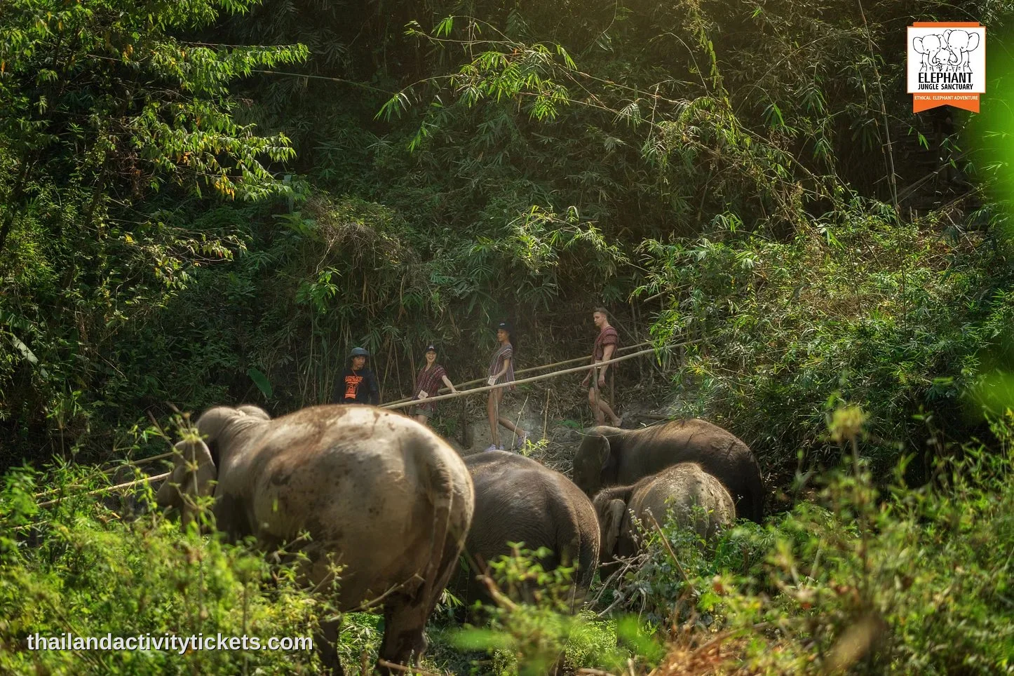 Ethical elephant sanctuary experience in Chiang Mai Thailand