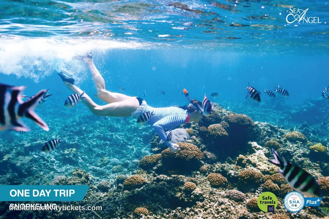 Snorkeling activity during Sea Angel Cruise tour