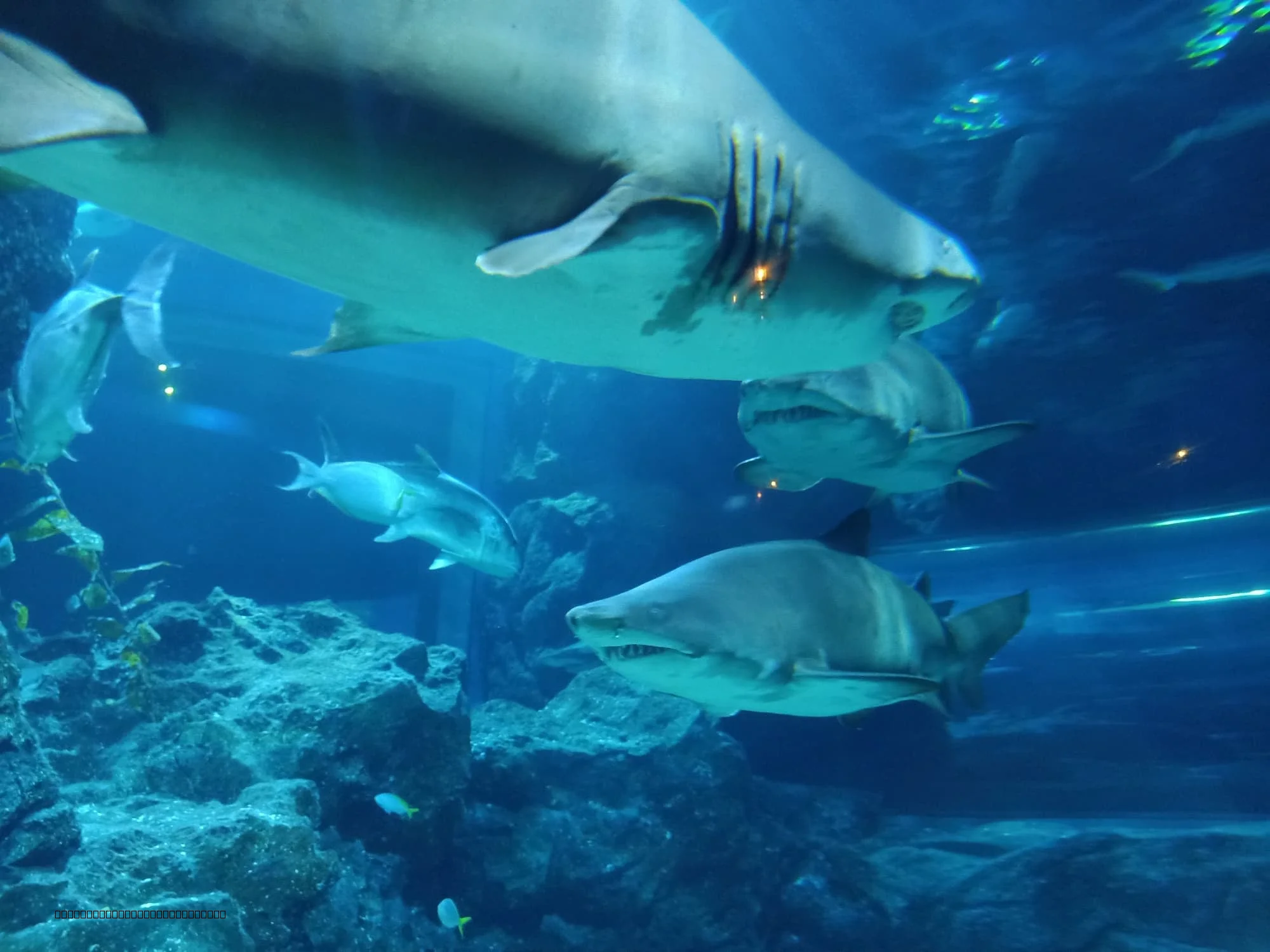 Shark exhibit at SEA LIFE Bangkok Ocean World