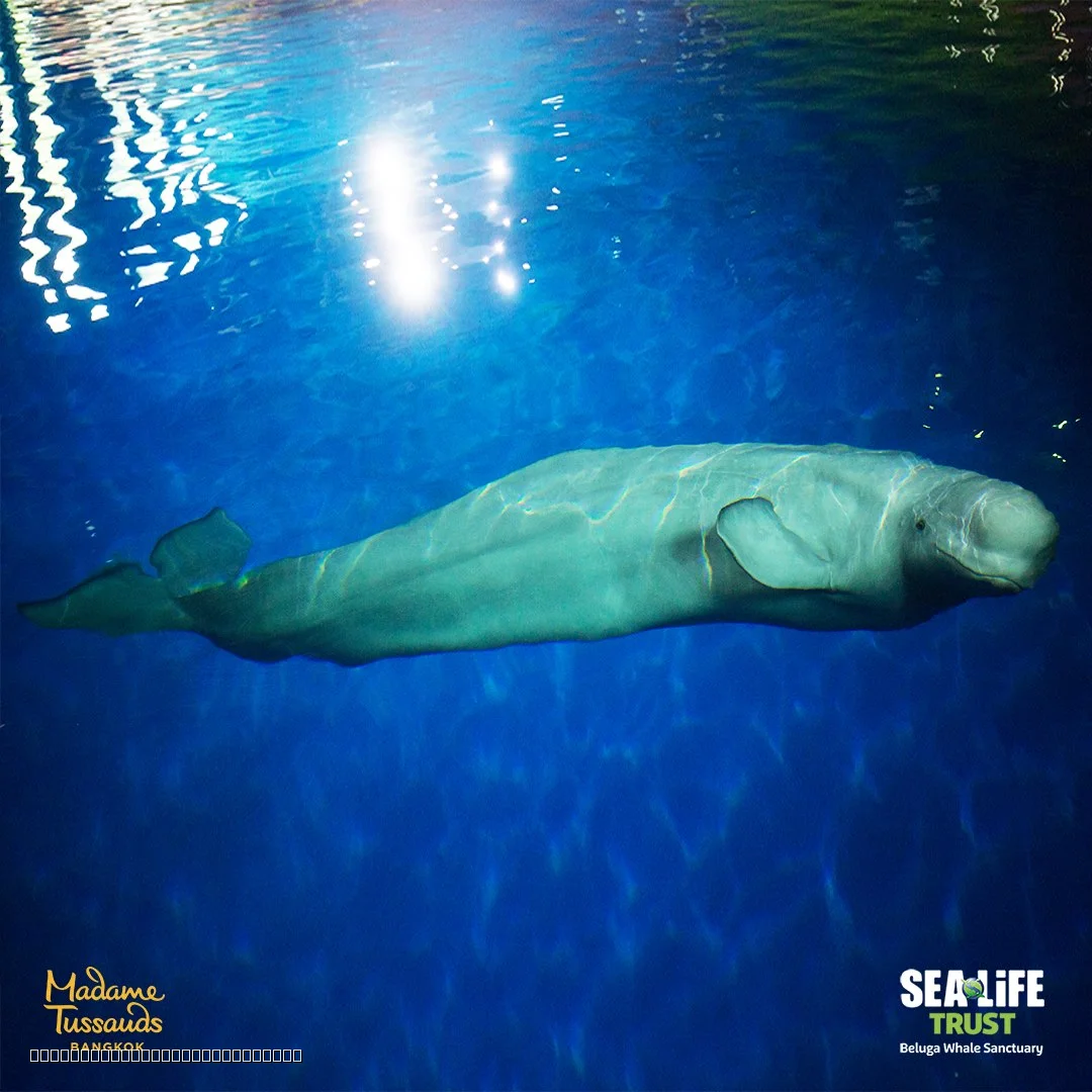 Tropical fish exhibit at SEA LIFE Bangkok Ocean World