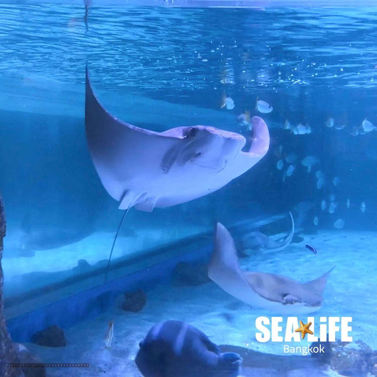 Ocean tunnel experience at SEA LIFE Bangkok aquarium