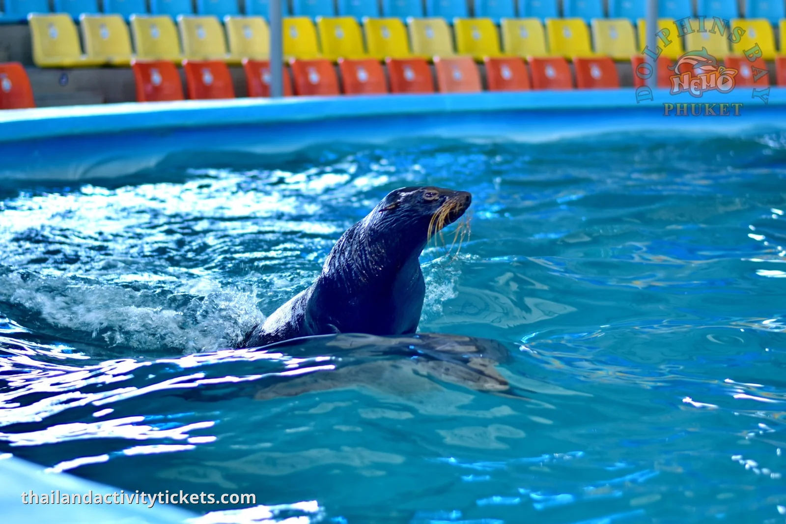 Professional dolphin trainers Phuket show
