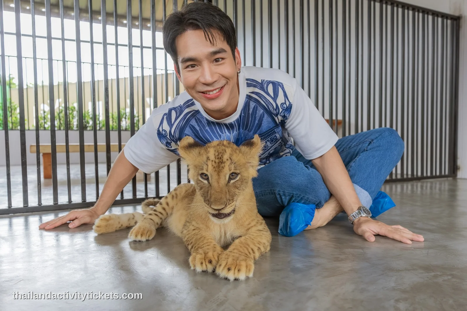 Professional trainer guiding tourists during lion interaction in Phuket