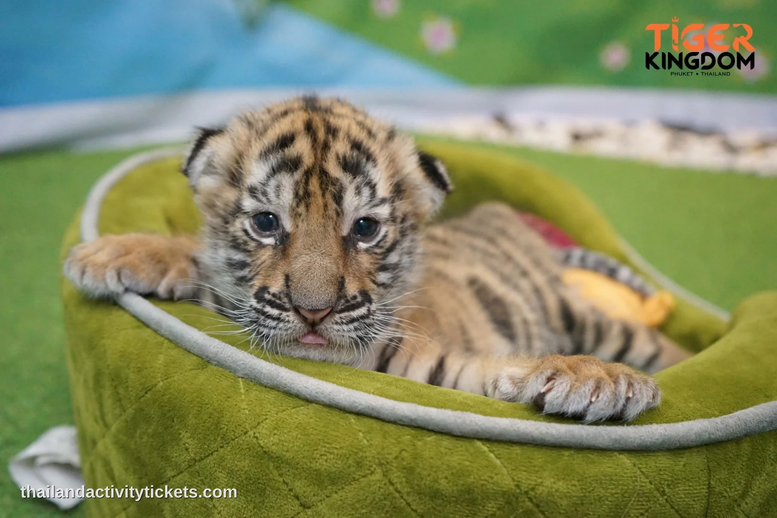 Smallest tiger interaction at Tiger Kingdom Phuket