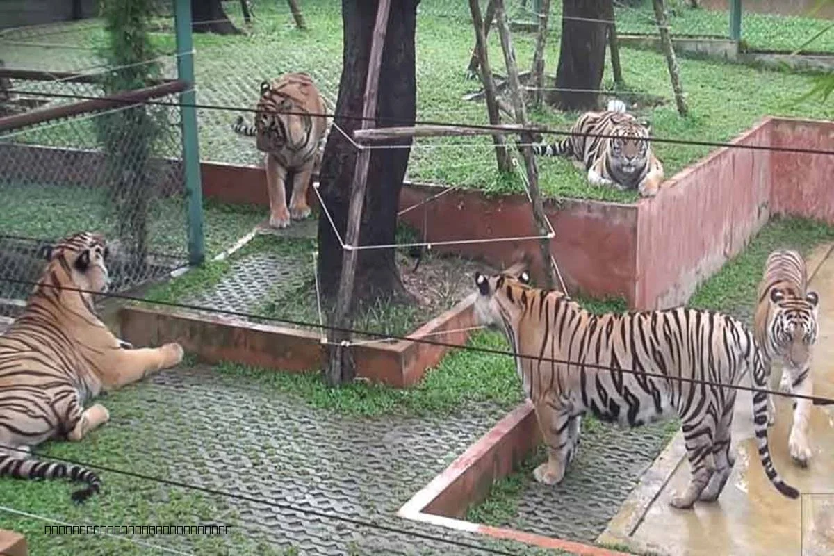 Entrance to Tiger Kingdom Phuket in Kathu central Phuket
