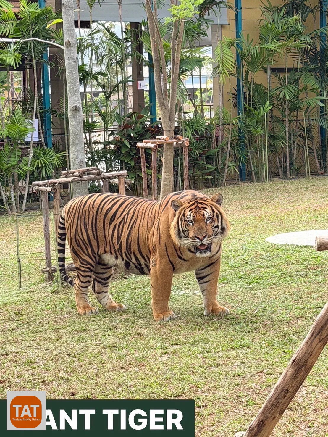 Visitor with a giant adult tiger at Tiger Park Kathu Phuket