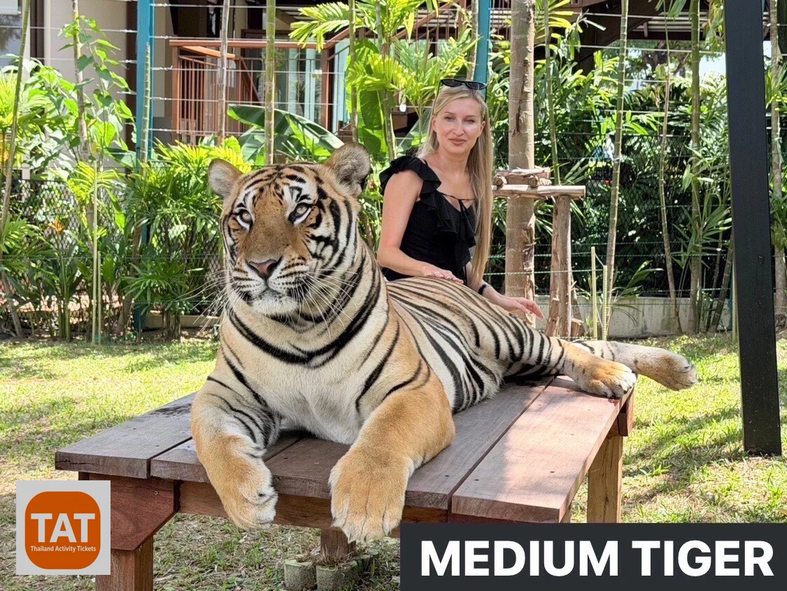 Medium tiger encounter with visitor at Tiger Park Kathu Phuket