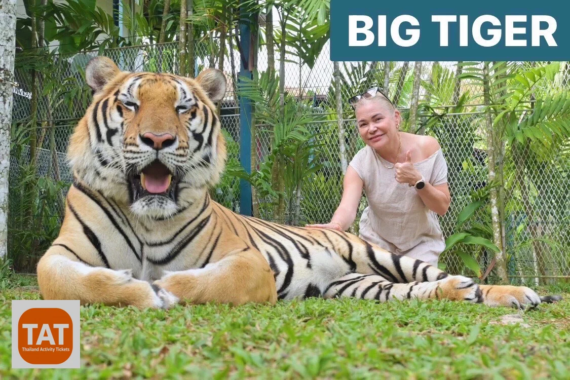 Photo session with an adult tiger at Tiger Park Kathu