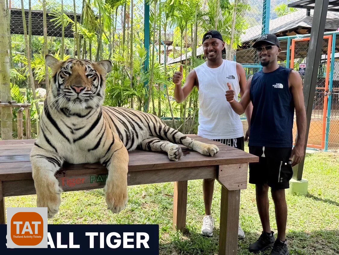 Medium tiger encounter with visitor at Tiger Park Kathu Phuket