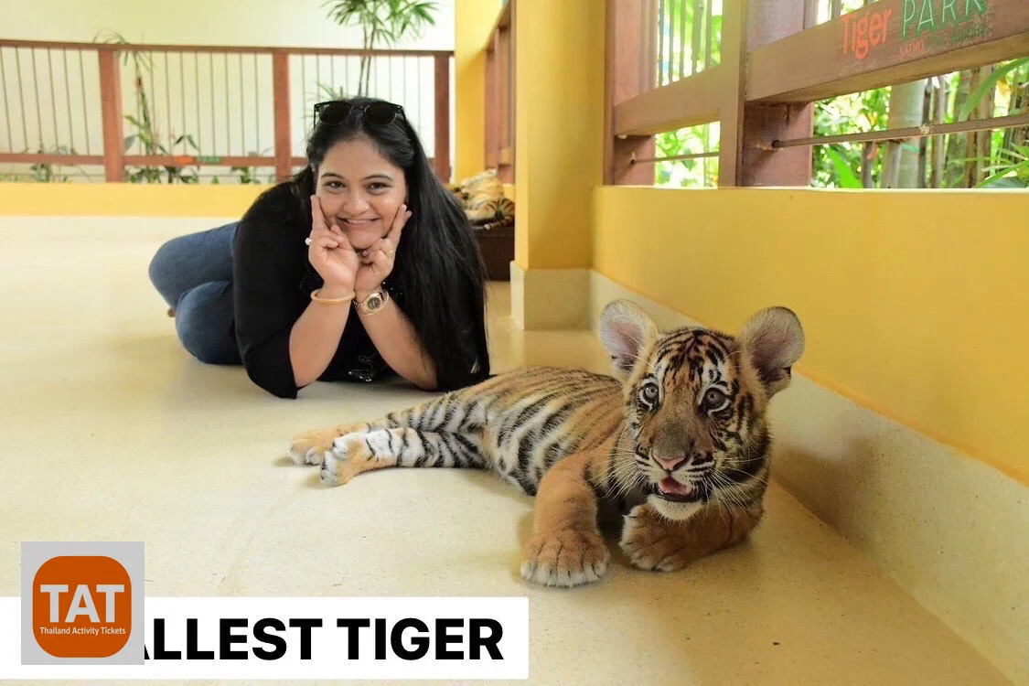 Visitor cuddling the smallest tiger cub at Tiger Park Kathu Phuket