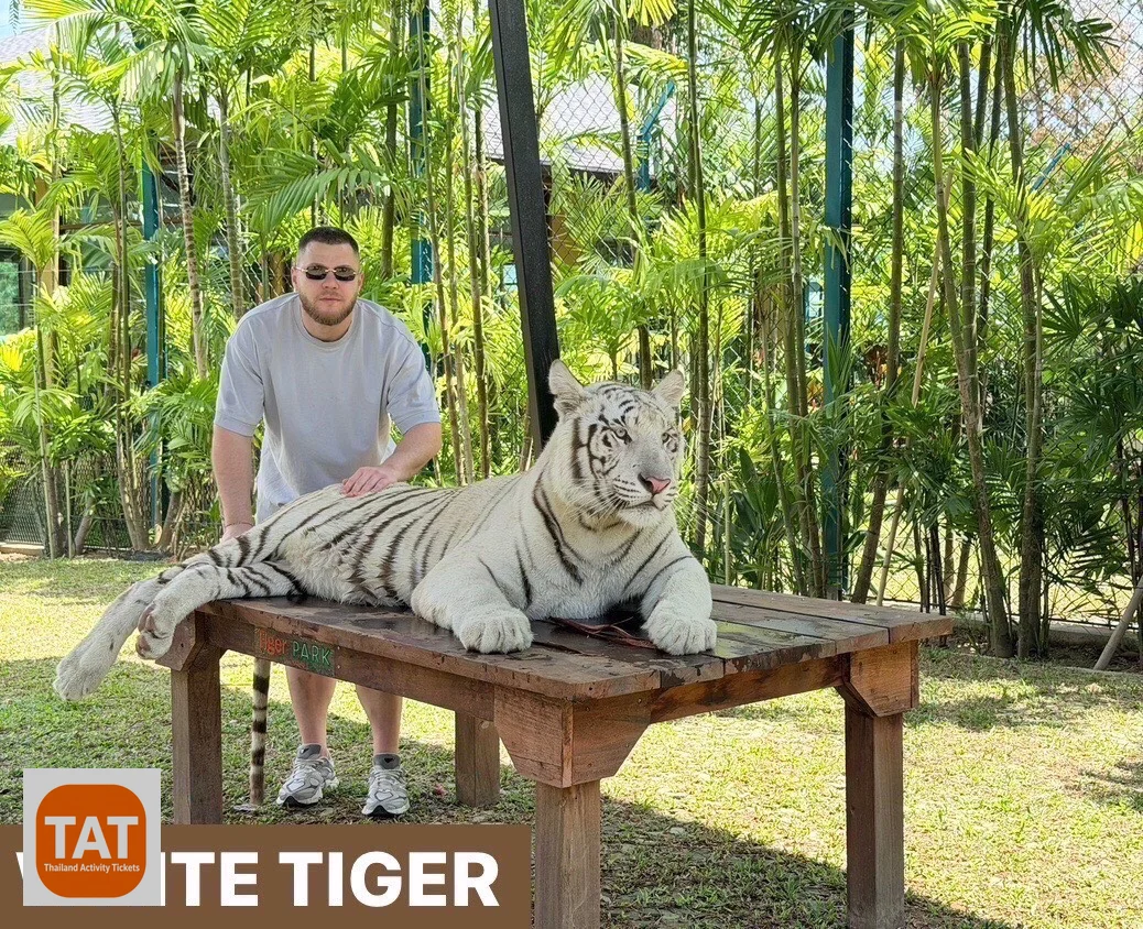 Photo with a white tiger at Tiger Park Kathu Phuket