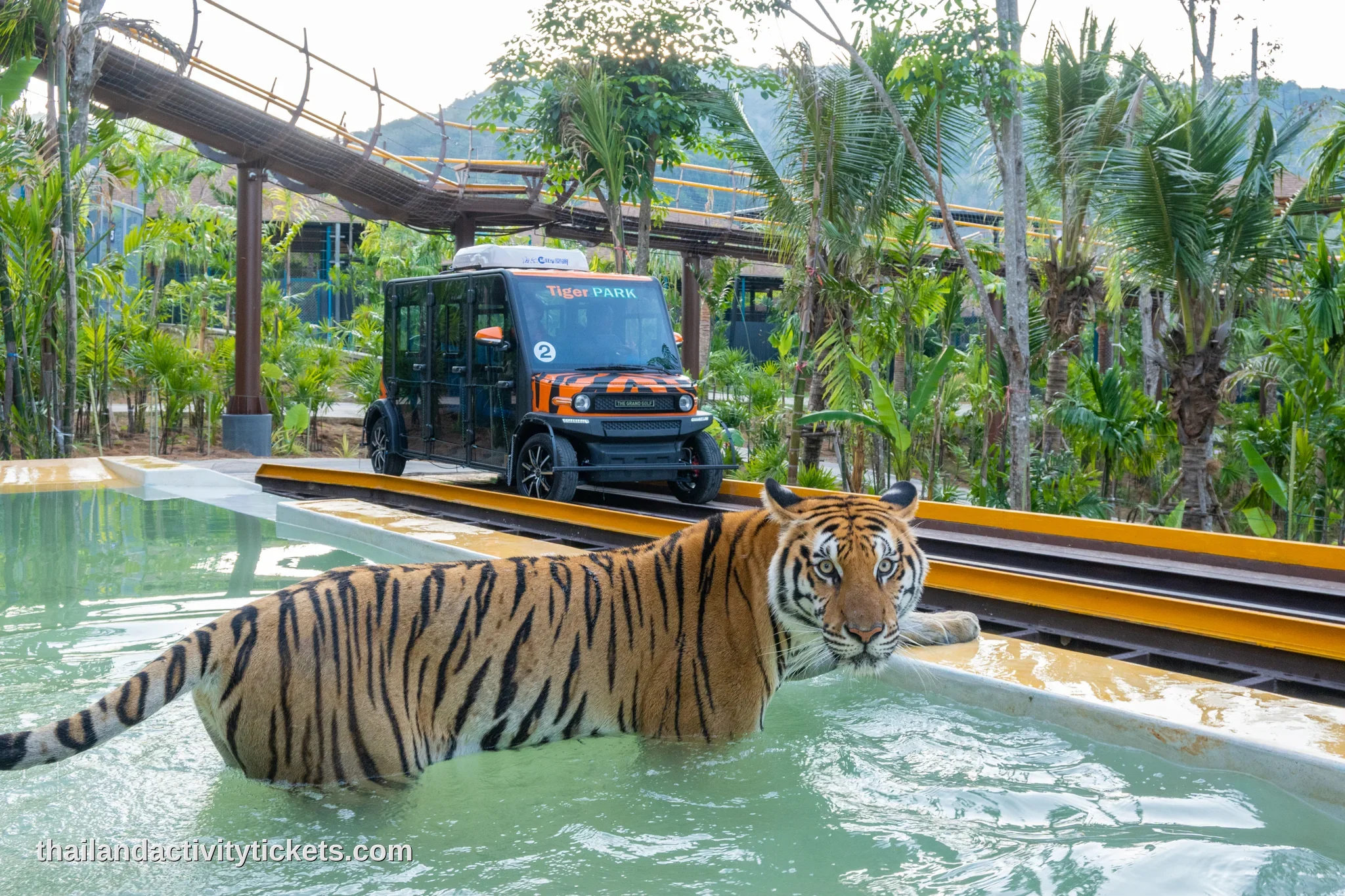 Close-up interaction with a medium-sized tiger at Tiger Park Phuket with professional staff supervision