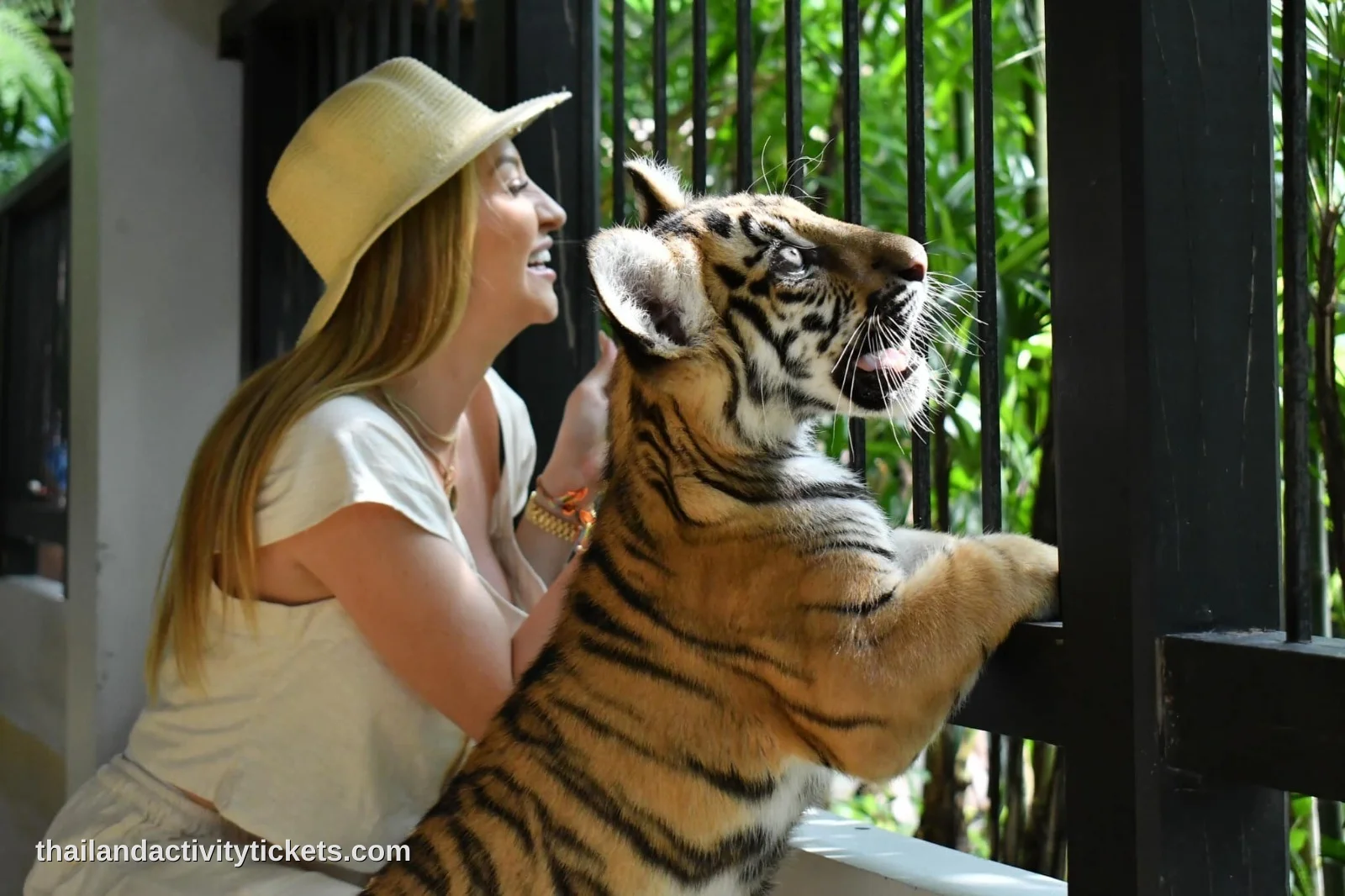 Small tiger 6-12 months interaction experience at Tiger Park Phuket