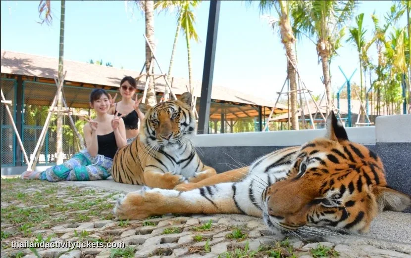 Medium tiger 13-18 months interaction and photo experience at Tiger Park Phuket