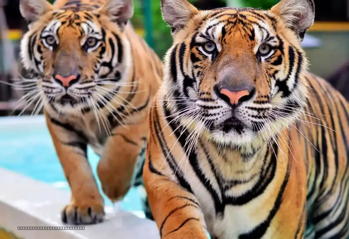 A side-by-side visual comparison guide of the big, medium, small, and newborn cub tiger sizes available for visitor interacti