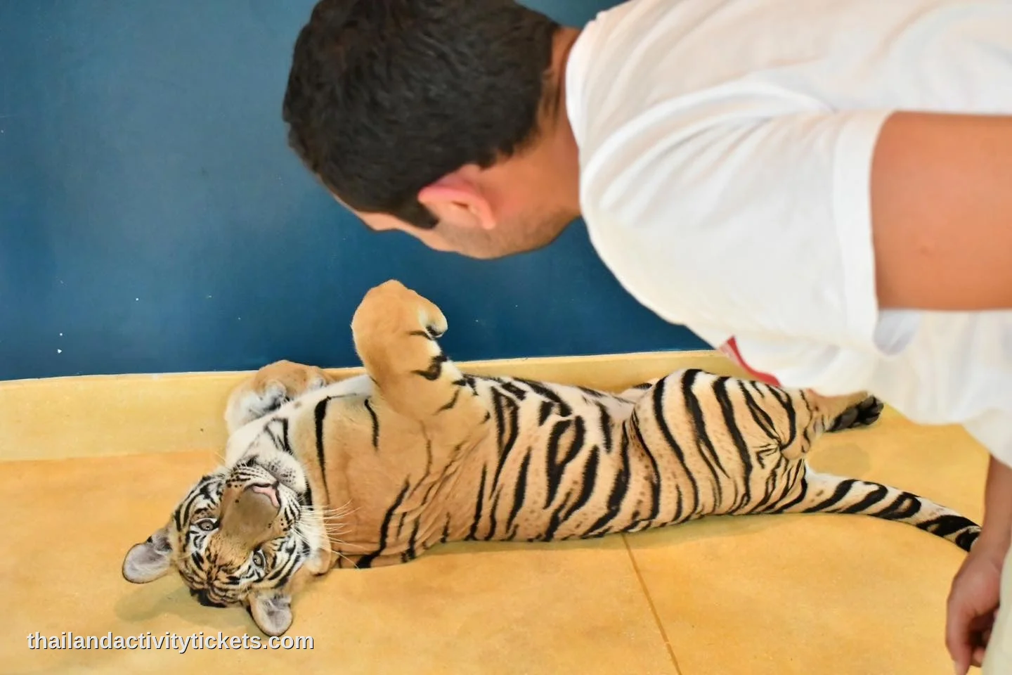Forest safari attraction inside Tiger Park Phuket Thailand