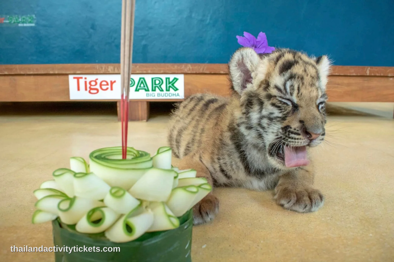Smallest tiger cub 3-5 months interaction at Tiger Park Phuket