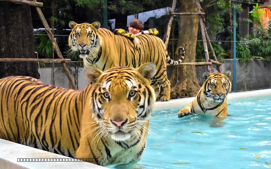 A side-by-side comparison text banner graphic overlaying images of tigers representing Tiger Park and Tiger Kingdom options i