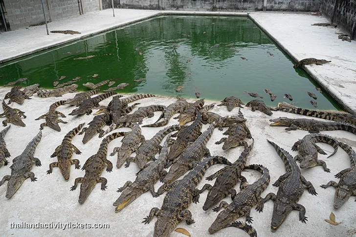 Crocodile feeding experience at Tiger Topia Thailand
