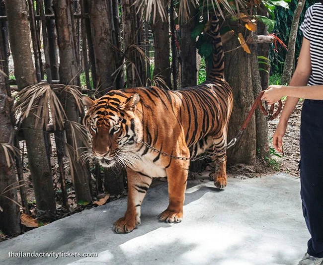 Walking with tiger experience in forest at Tiger Topia Sriracha Zoo