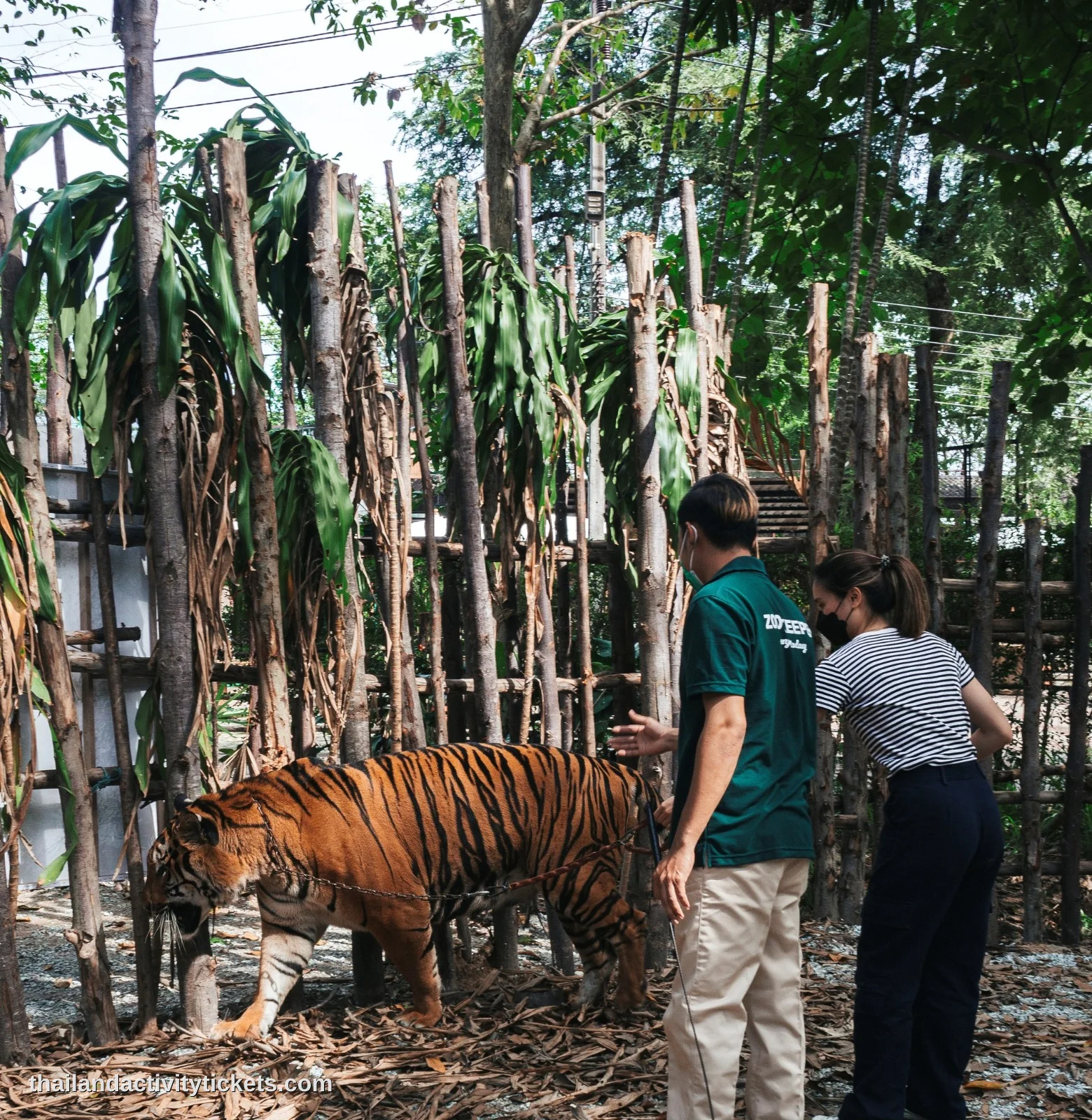 Photo experience with big tiger at Tiger Topia Sriracha Zoo