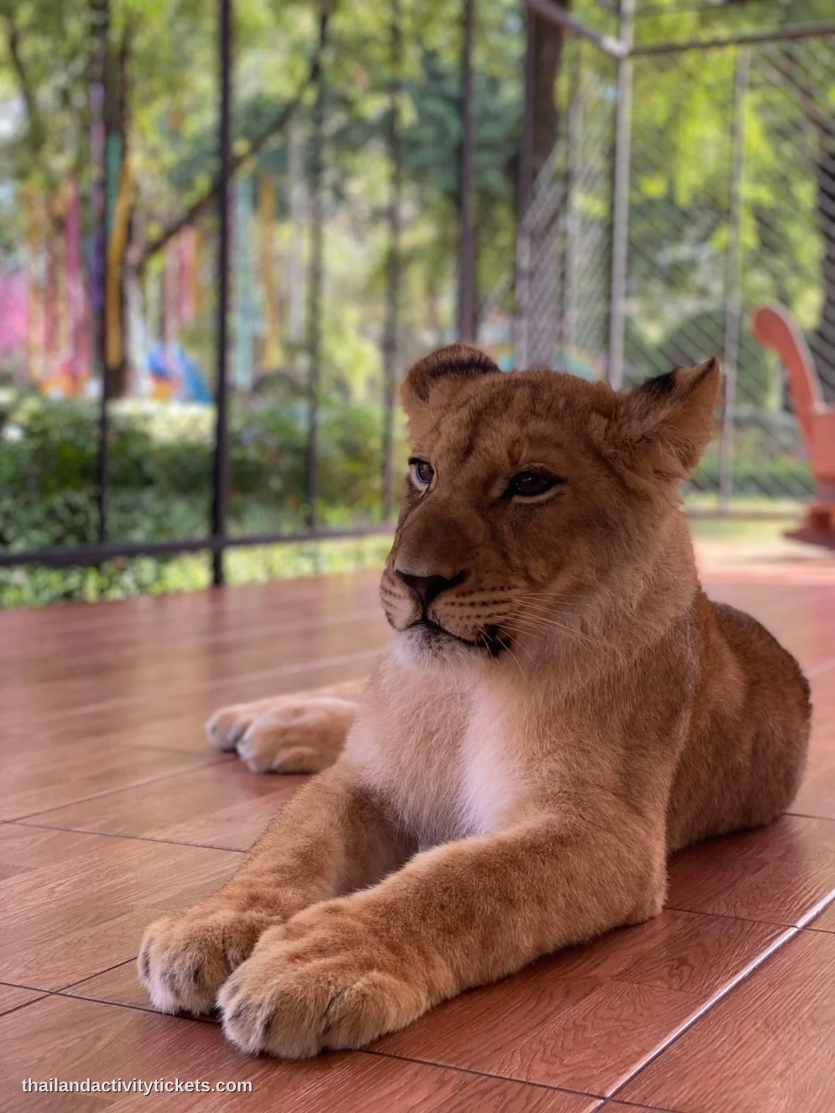 White lion photo experience at Tiger Topia Thailand