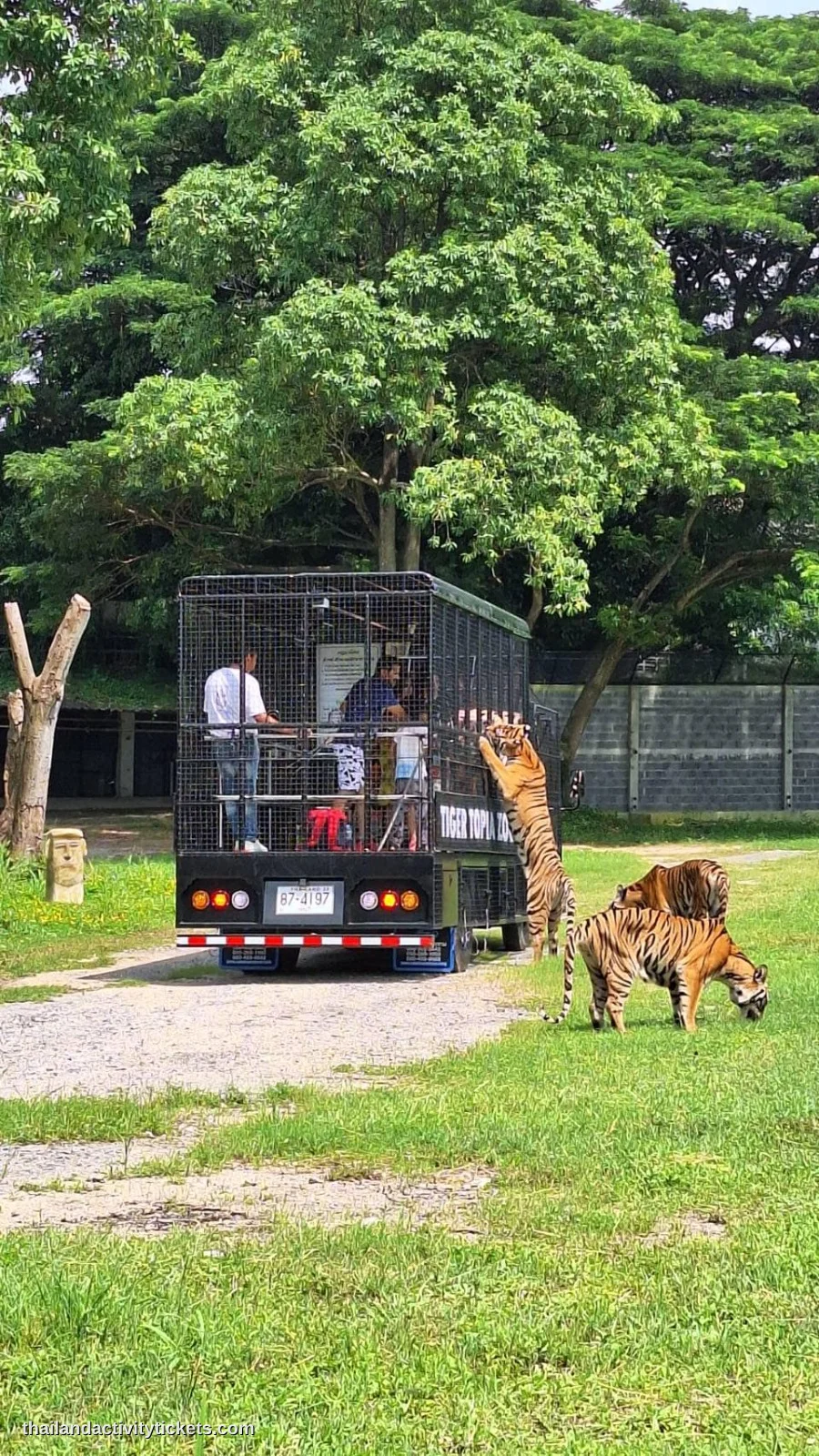 Tourist feeding tiger under supervision at Tiger Topia Sriracha Zoo