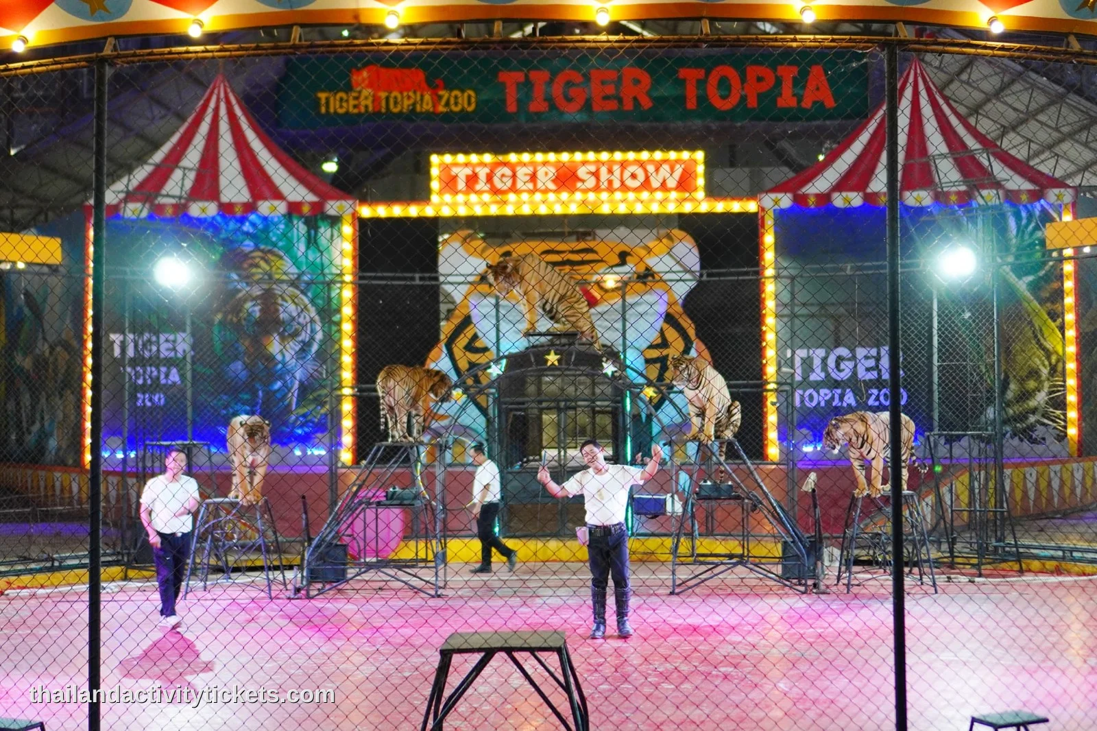 Tiger show performance at Tiger Topia Sriracha Zoo Thailand