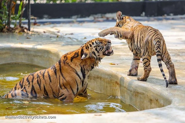 Photo experience with big tiger at Tiger Topia Sriracha Zoo