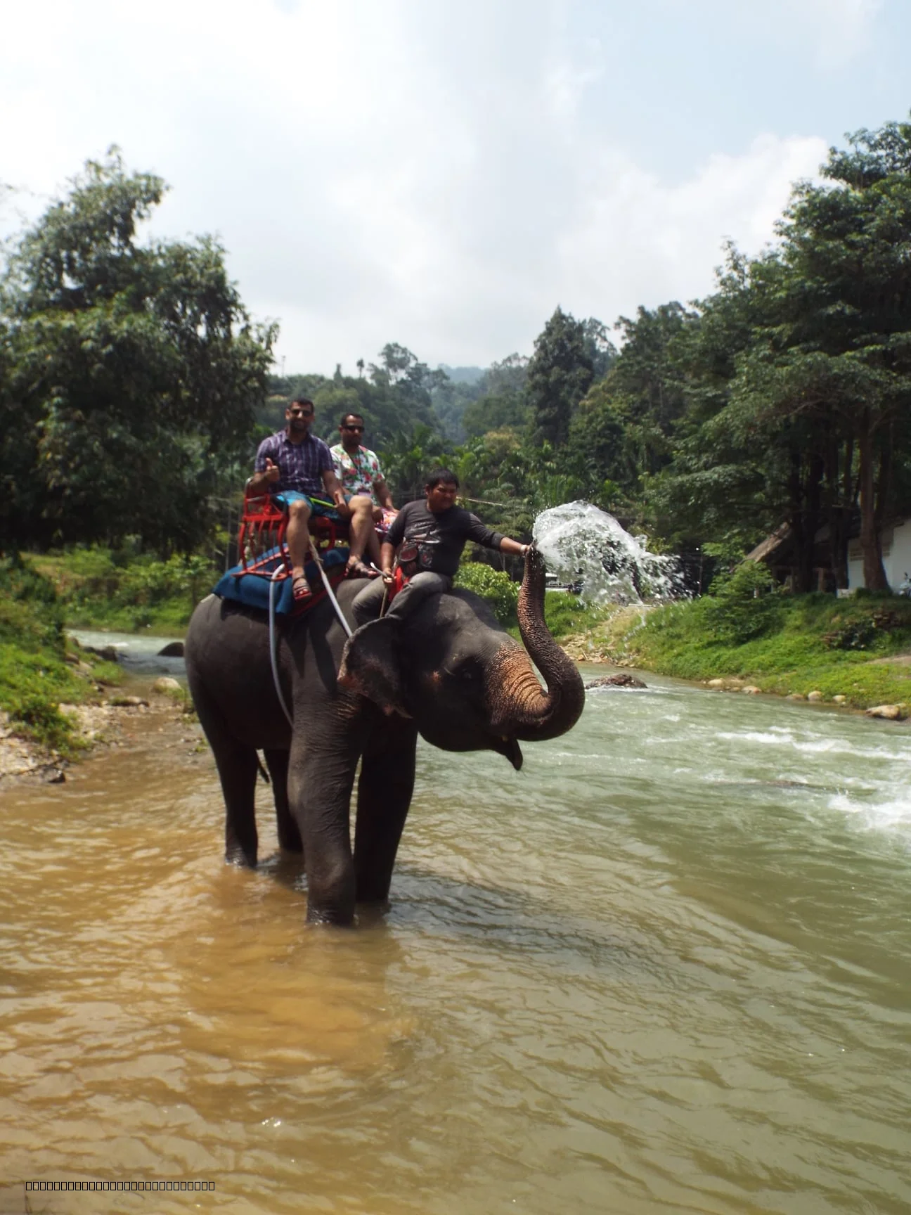 Elephant ride 30 minutes in Phang Nga